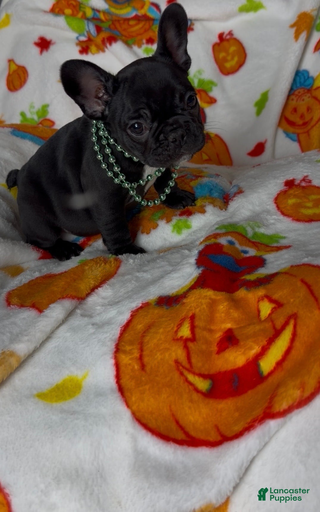 French Bulldog dogs French Bulldog 1 - Ad 36