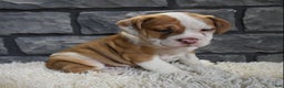 Mixed Breed dogs for sale: Rusty  - Ad 3