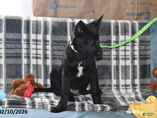 Belgian Malinois dogs Apollo - Ad 12