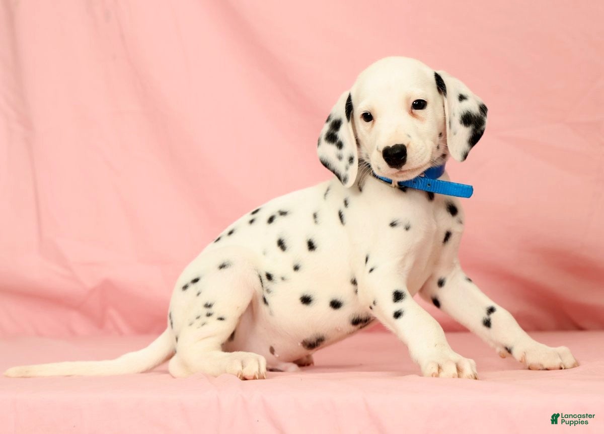 Dalmatian dogs Rascal - Ad 2