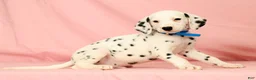 Dalmatian dogs for sale: Rascal - Ad 4