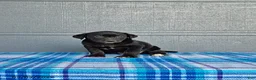 Labrador Retriever dogs for sale: Lily - Ad 4