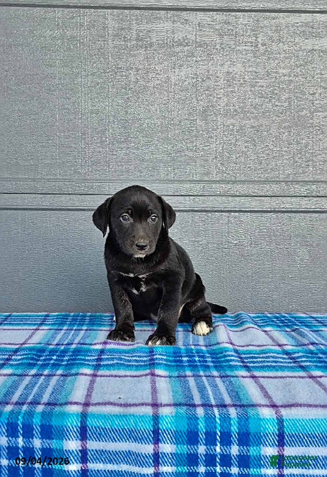 Labrador Retriever dogs for sale: Lily - Ad 4