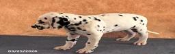 Dalmatian dogs for sale: August - Ad 5