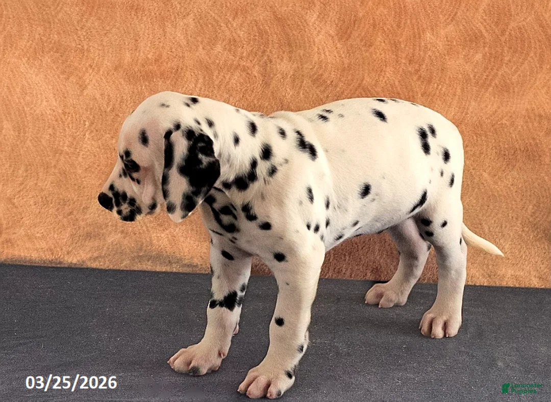 Dalmatian dogs for sale: August - Ad 5