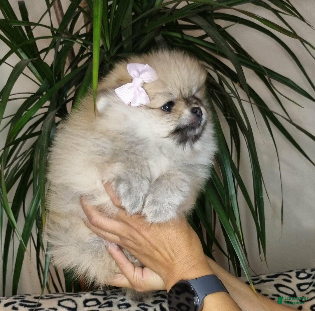 Pomeranian dogs for sale: Sofia - Ad 6