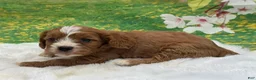 Cavapoo dogs for sale: Kingston - Ad 3