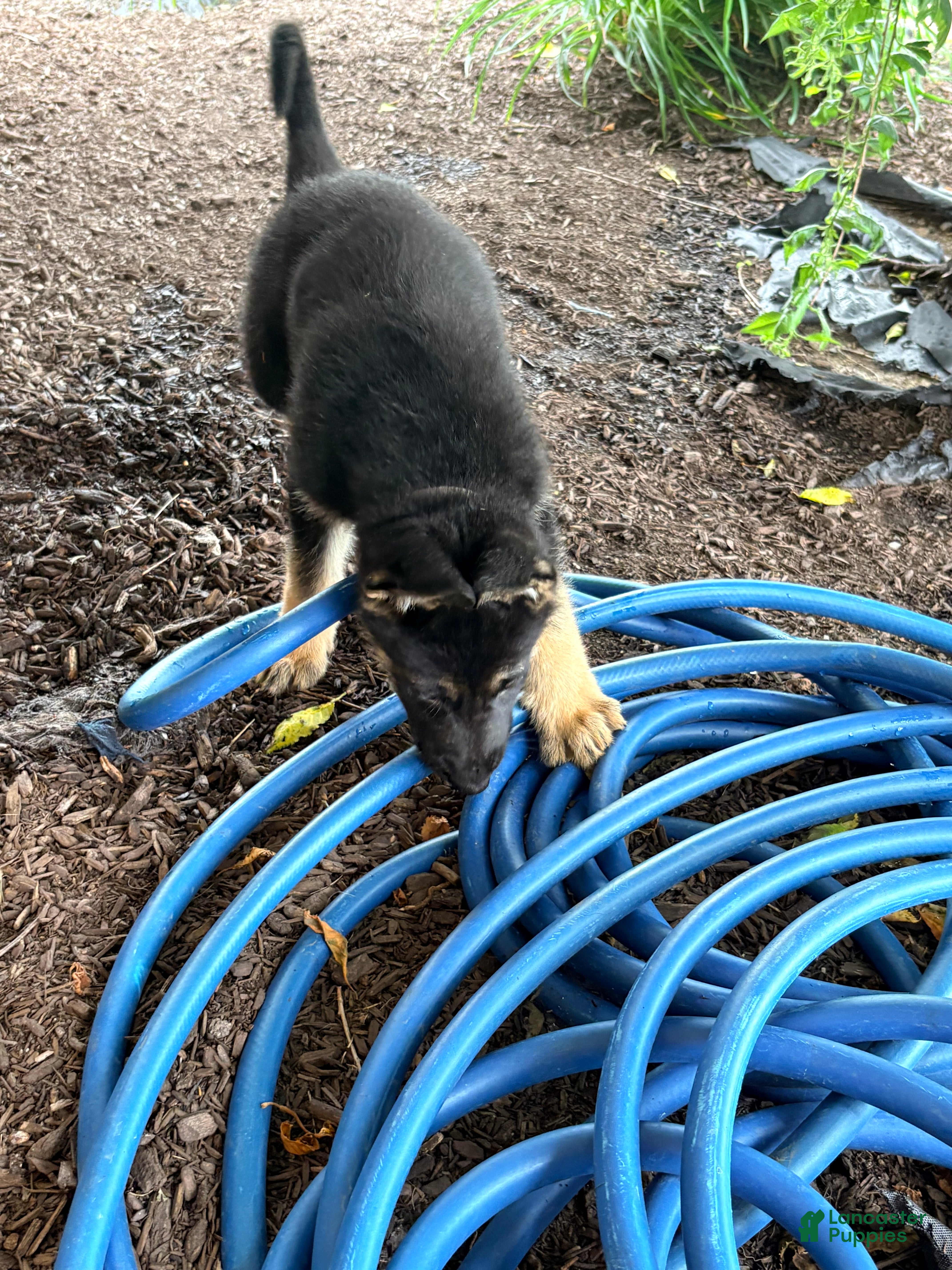 German Shepherd dogs German Shepherd Puppy 3 - Ad 2