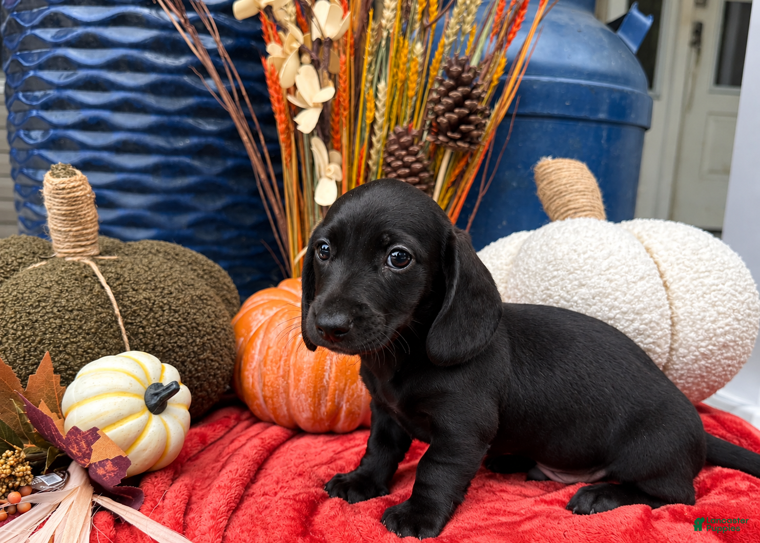 Miniature Dachshund dogs Rip Wheeler  - Ad 16