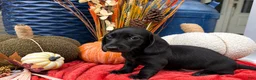 Miniature Dachshund dogs for sale: Rip Wheeler  - Ad 1