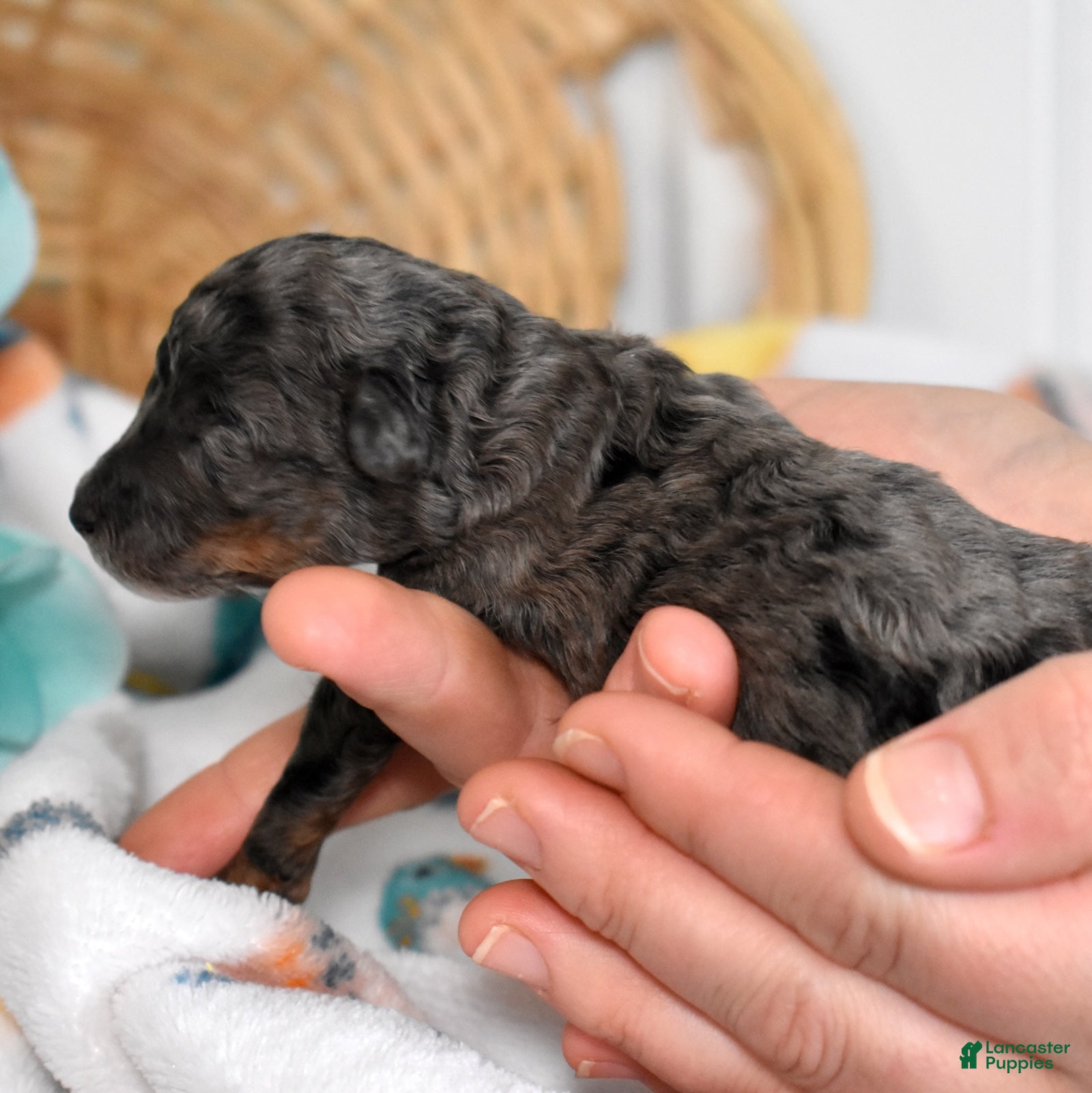 Miniature Poodle dogs Sapphire  - Ad 1