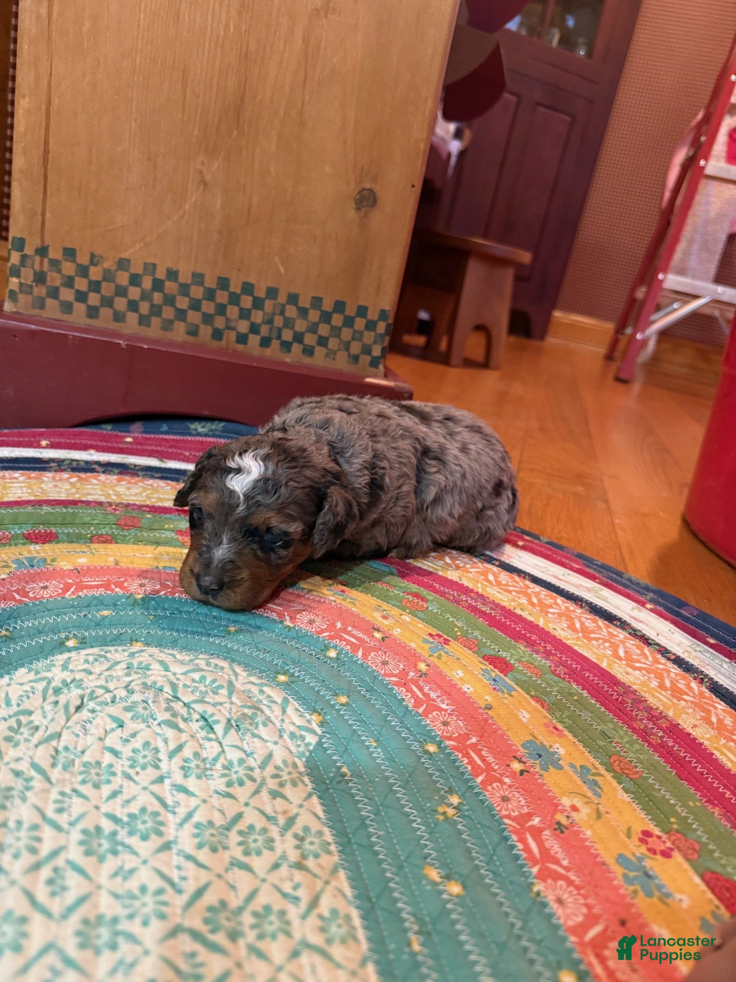 Mini Bernedoodle dogs Oakley - Ad 10