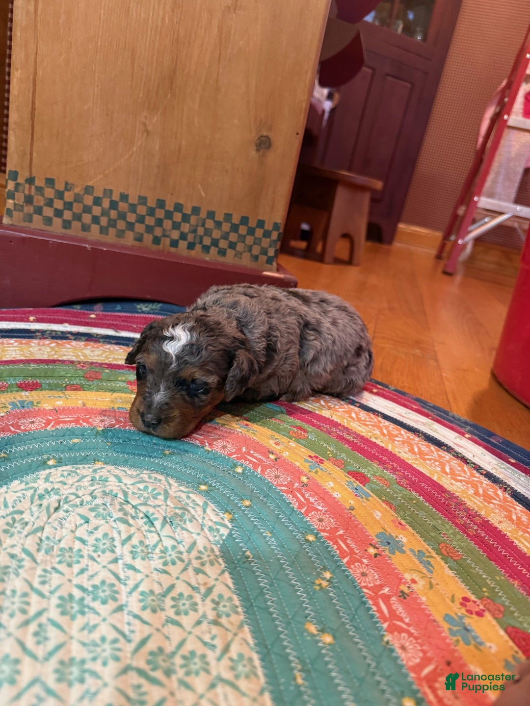 Mini Bernedoodle dogs for sale: Oakley - Ad 1