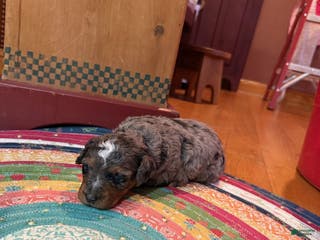 Mini Bernedoodle dogs Oakley - Ad 15