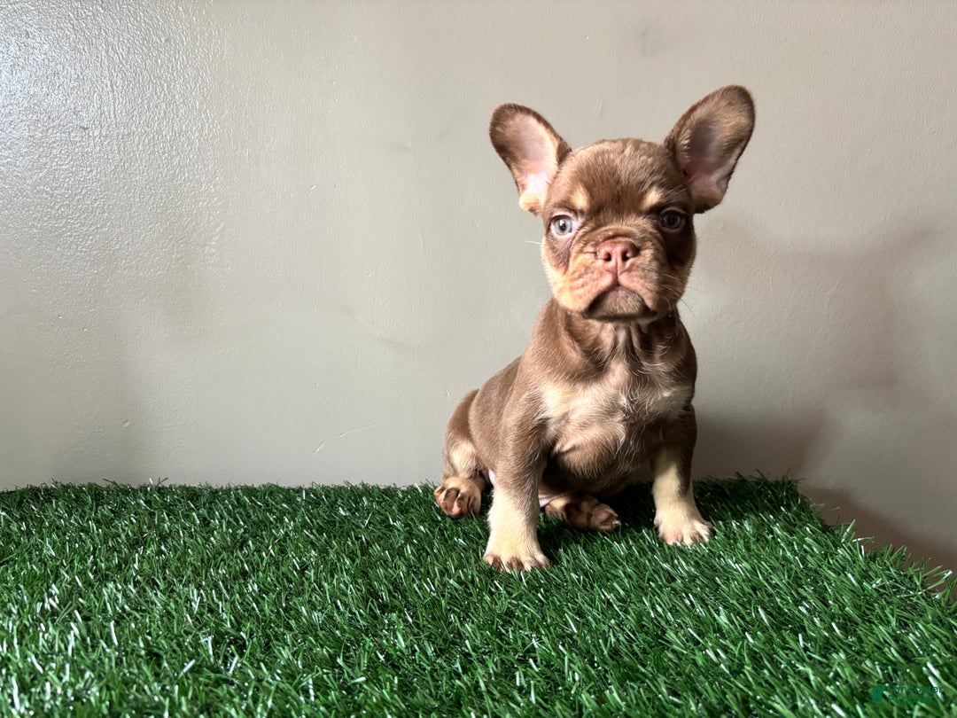 French Bulldog dogs for sale: French Bulldog Puppy 1 - Ad 2