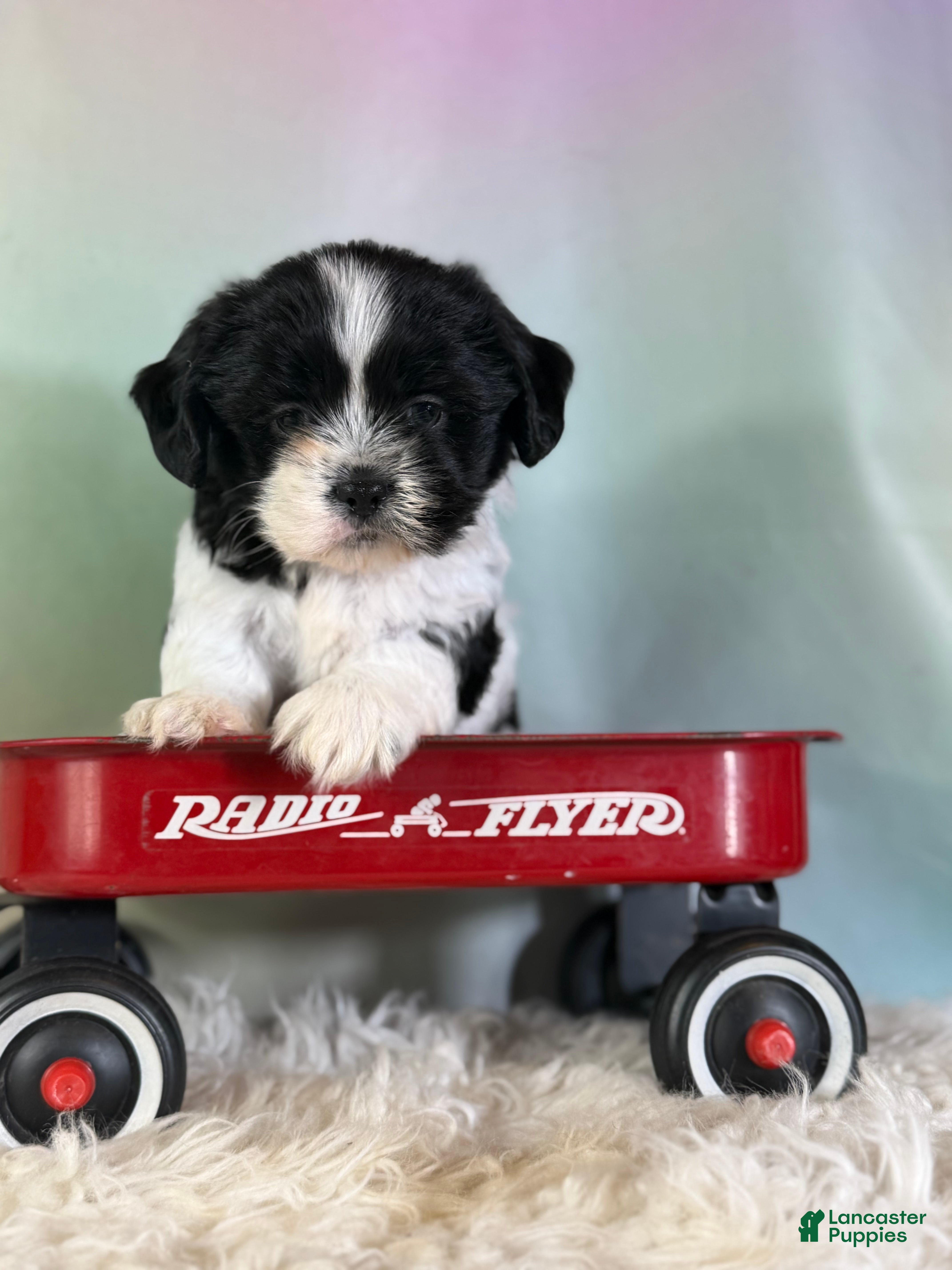 Teddy Bear dogs for sale: Baxter - Ad 4