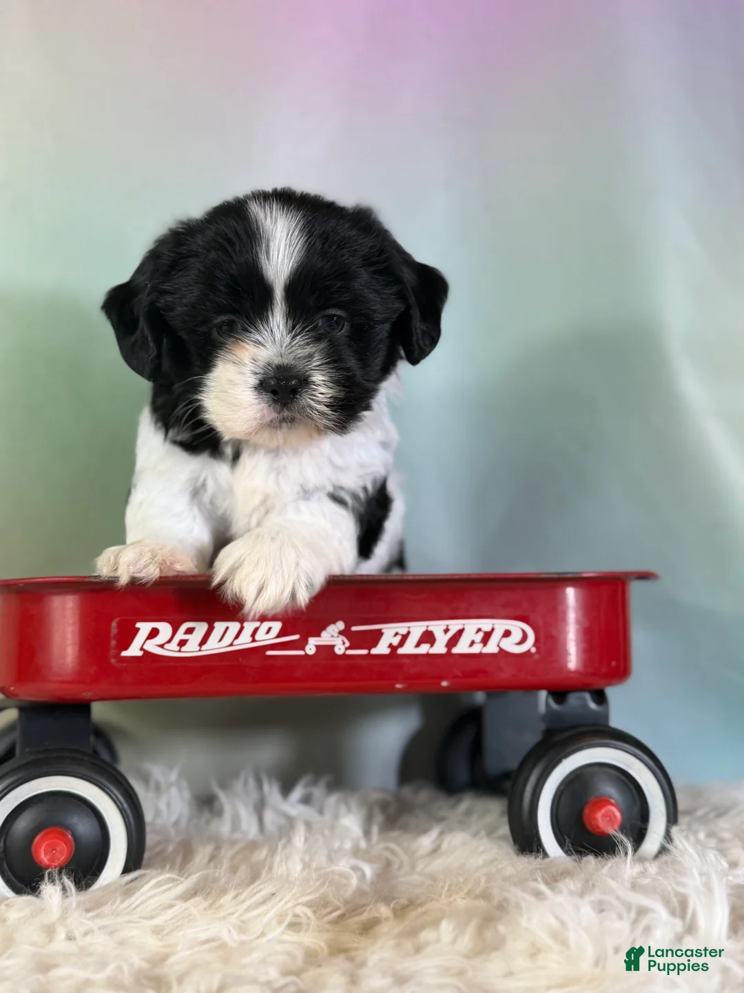 Teddy Bear dogs for sale: Baxter - Ad 1