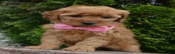 Mini Goldendoodle dogs for sale: Mini Gabby - Ad 16