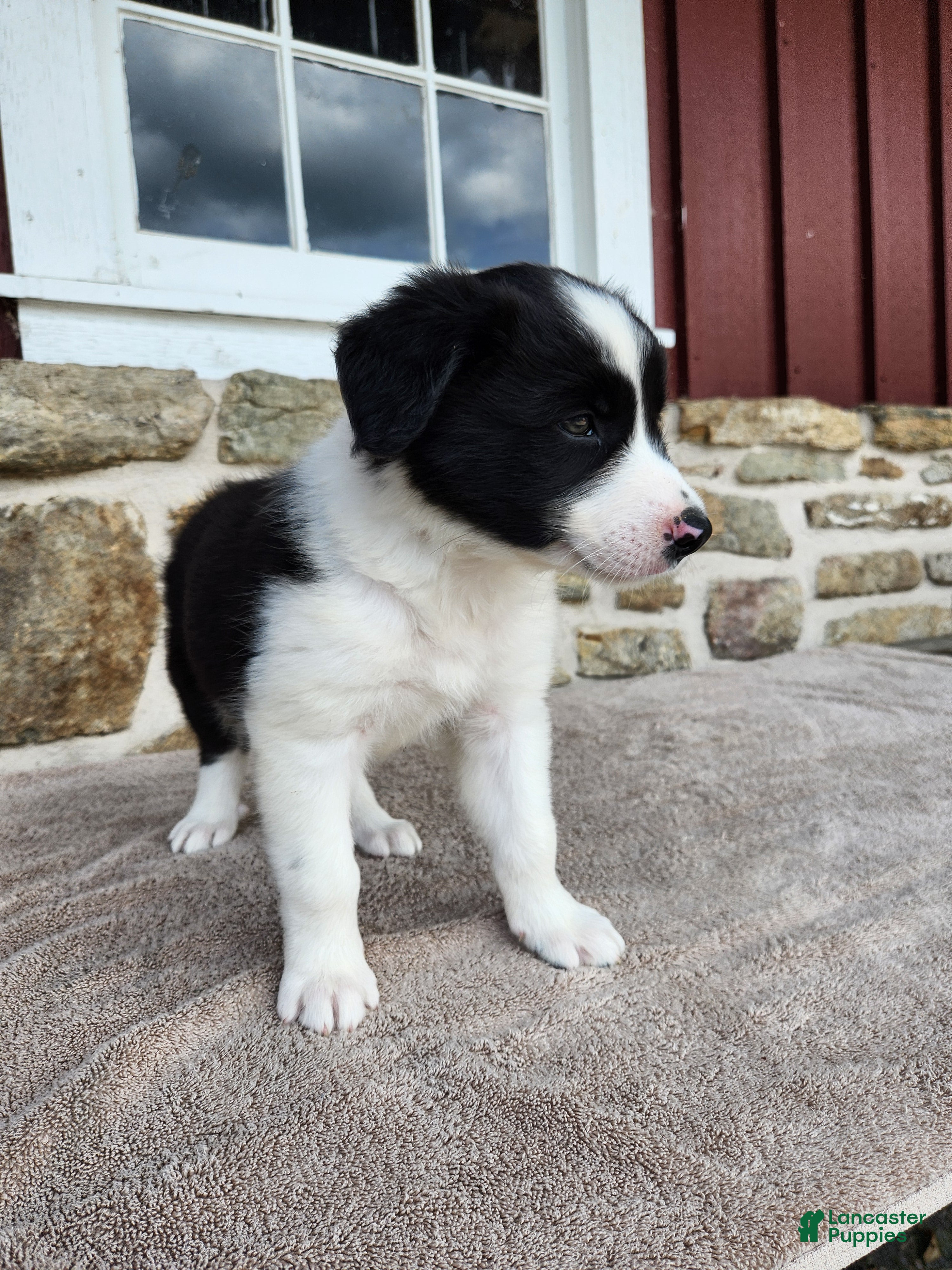 Border Collie dogs Willie - Pure Breed Border Collie - Ad 2
