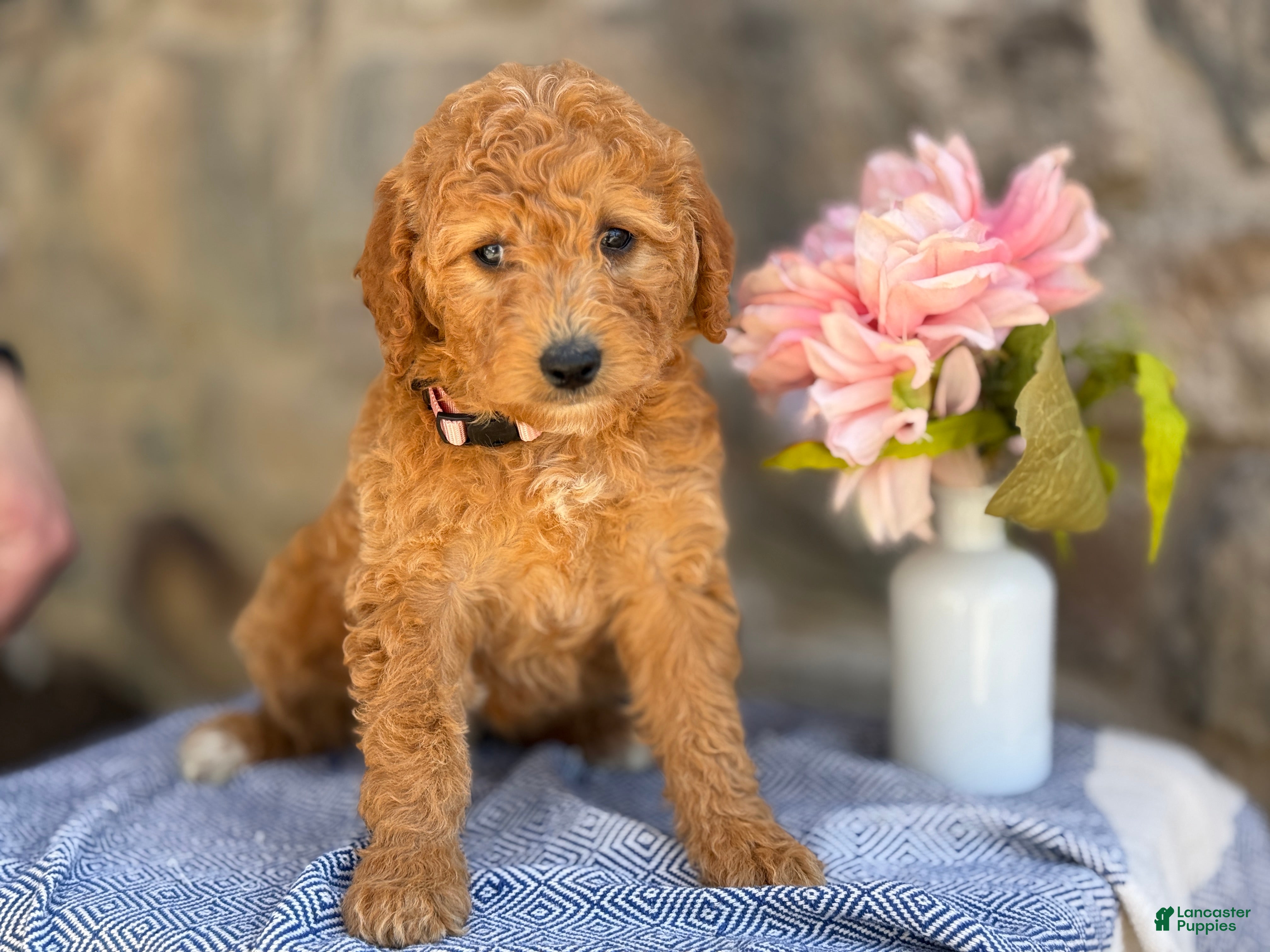 Goldendoodle dogs Margie - Ad 1