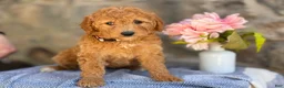 Goldendoodle dogs for sale: Margie - Ad 1