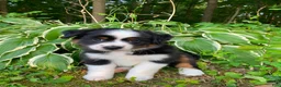 Miniature Australian Shepherd dogs for sale: Bella (Natural Tailed) - Ad 4