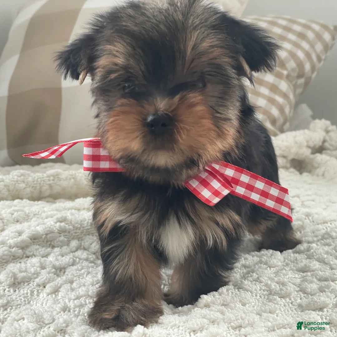 Yorkshire Terrier dogs for sale: Tiny Finn - Ad 1