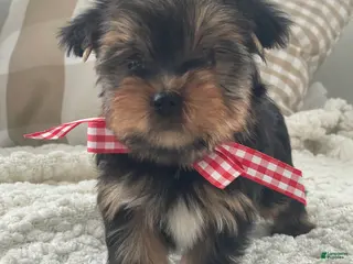Yorkshire Terrier dogs Tiny Finn - Ad 6