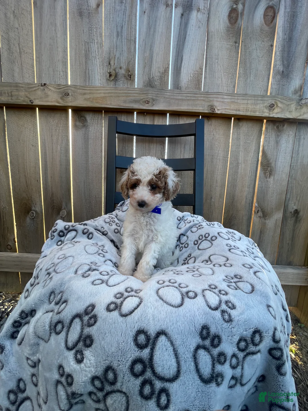 Mini Goldendoodle dogs for sale: Brittney (Mini Goldendoodle) - Ad 2