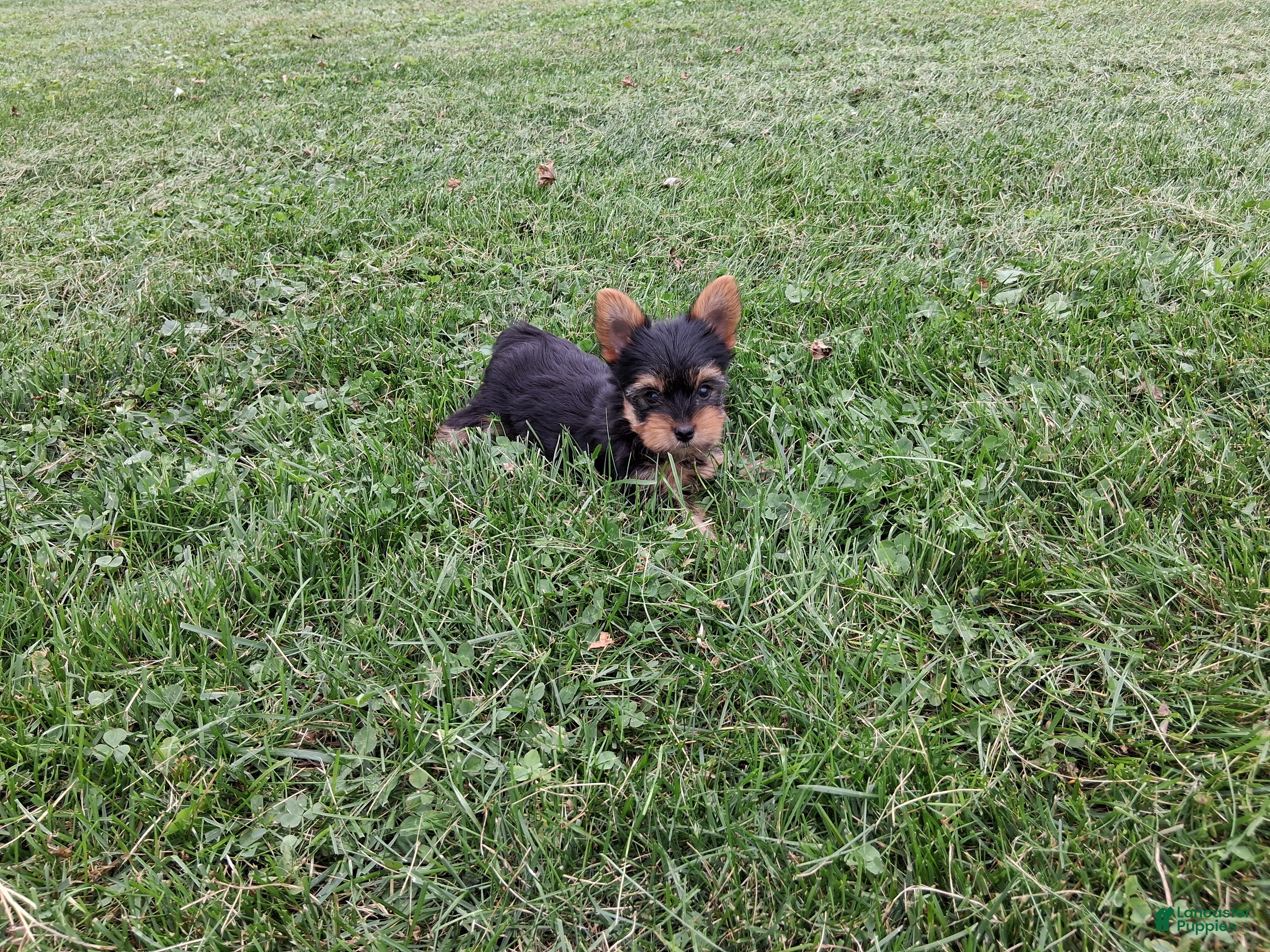Yorkshire Terrier dogs Pumpkin  - Ad 1