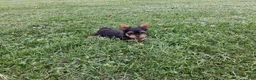 Yorkshire Terrier dogs for sale: Pumpkin  - Ad 1