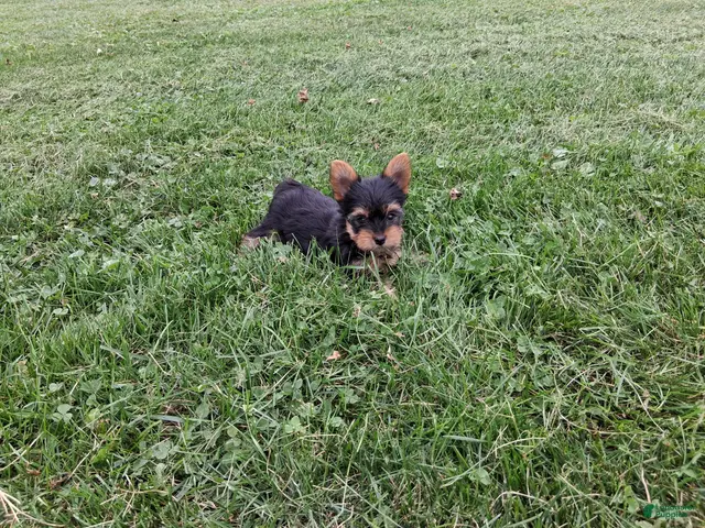 Yorkshire Terrier dogs for sale: Pumpkin - Ad 1