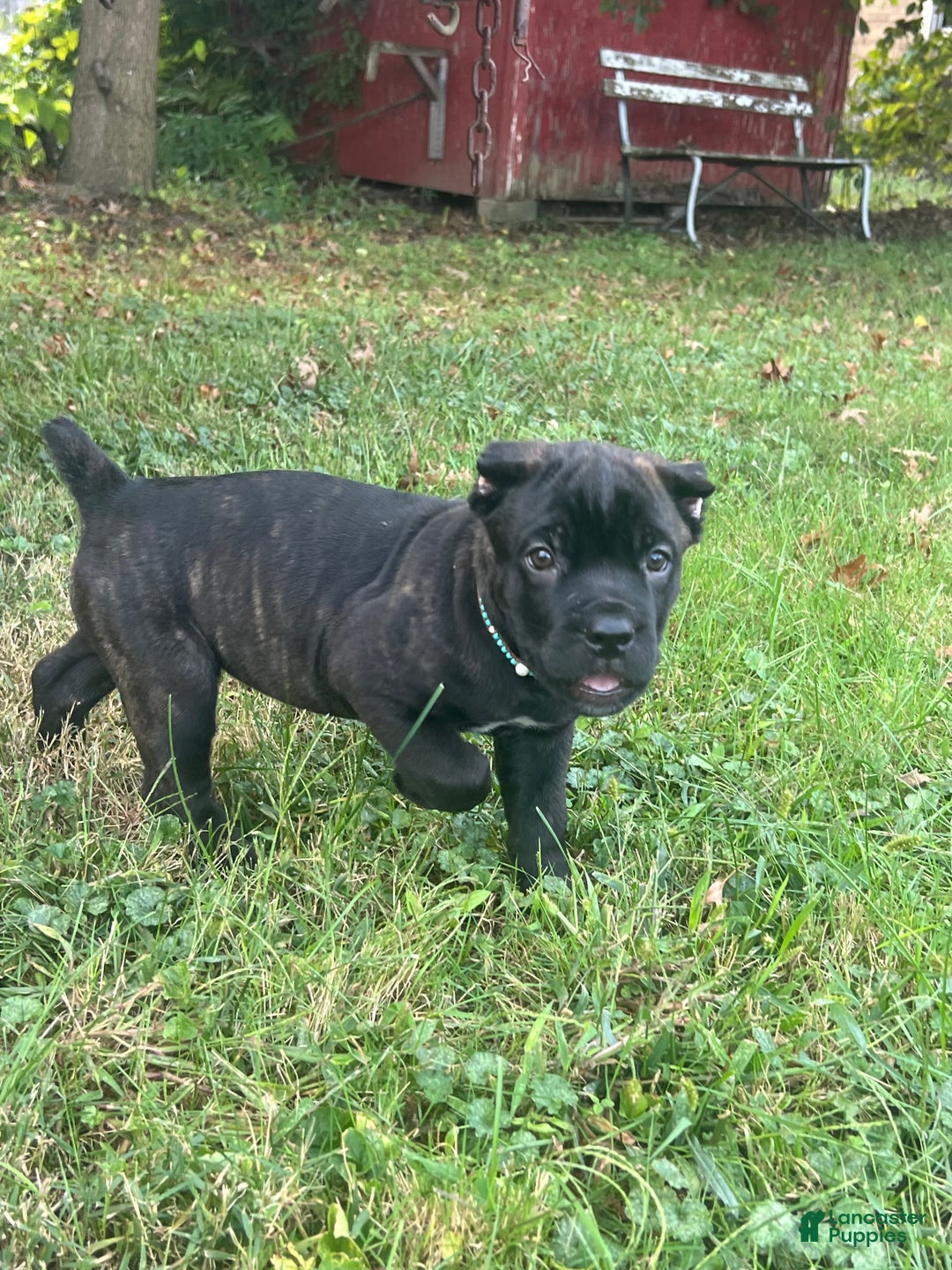 Cane Corso dogs for sale: Curry - Ad 11