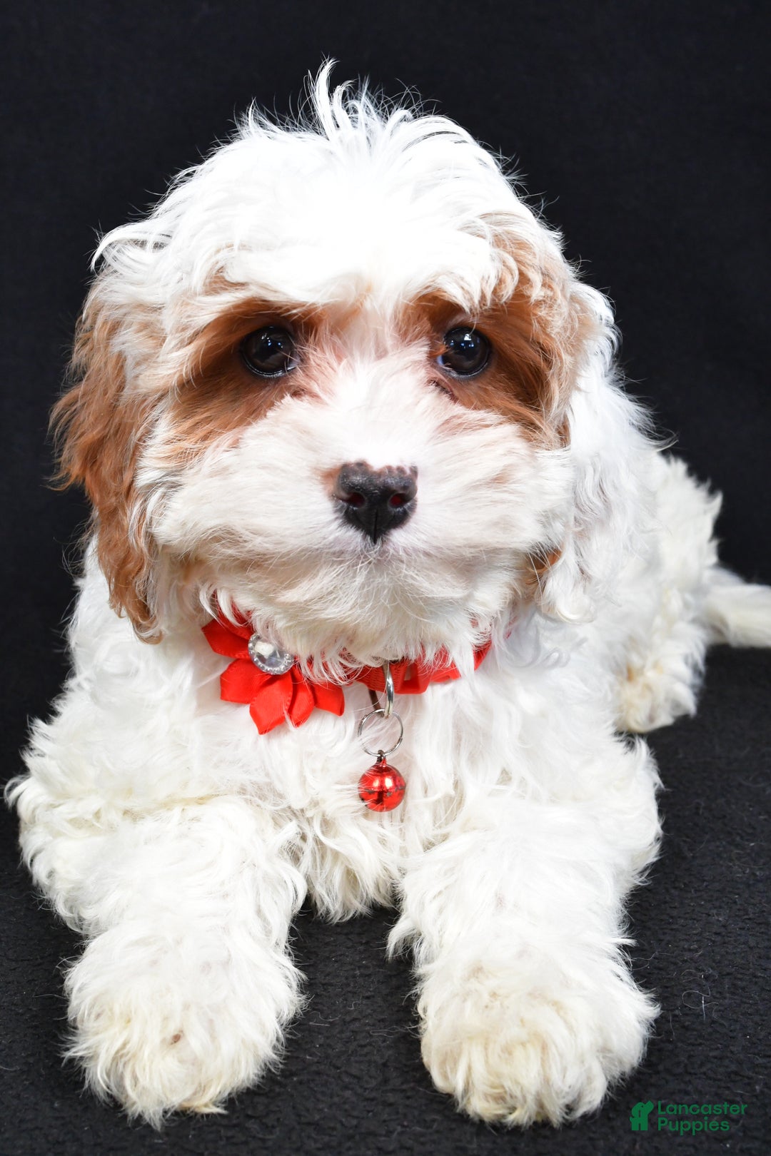 Cavapoo dogs for sale: Sienna - Ad 6