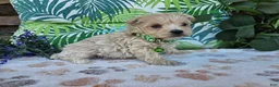 Maltipoo dogs for sale: Ranger - Ad 3