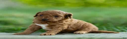 Labradoodle dogs for sale: Winnie Labradoodle  - Ad 3