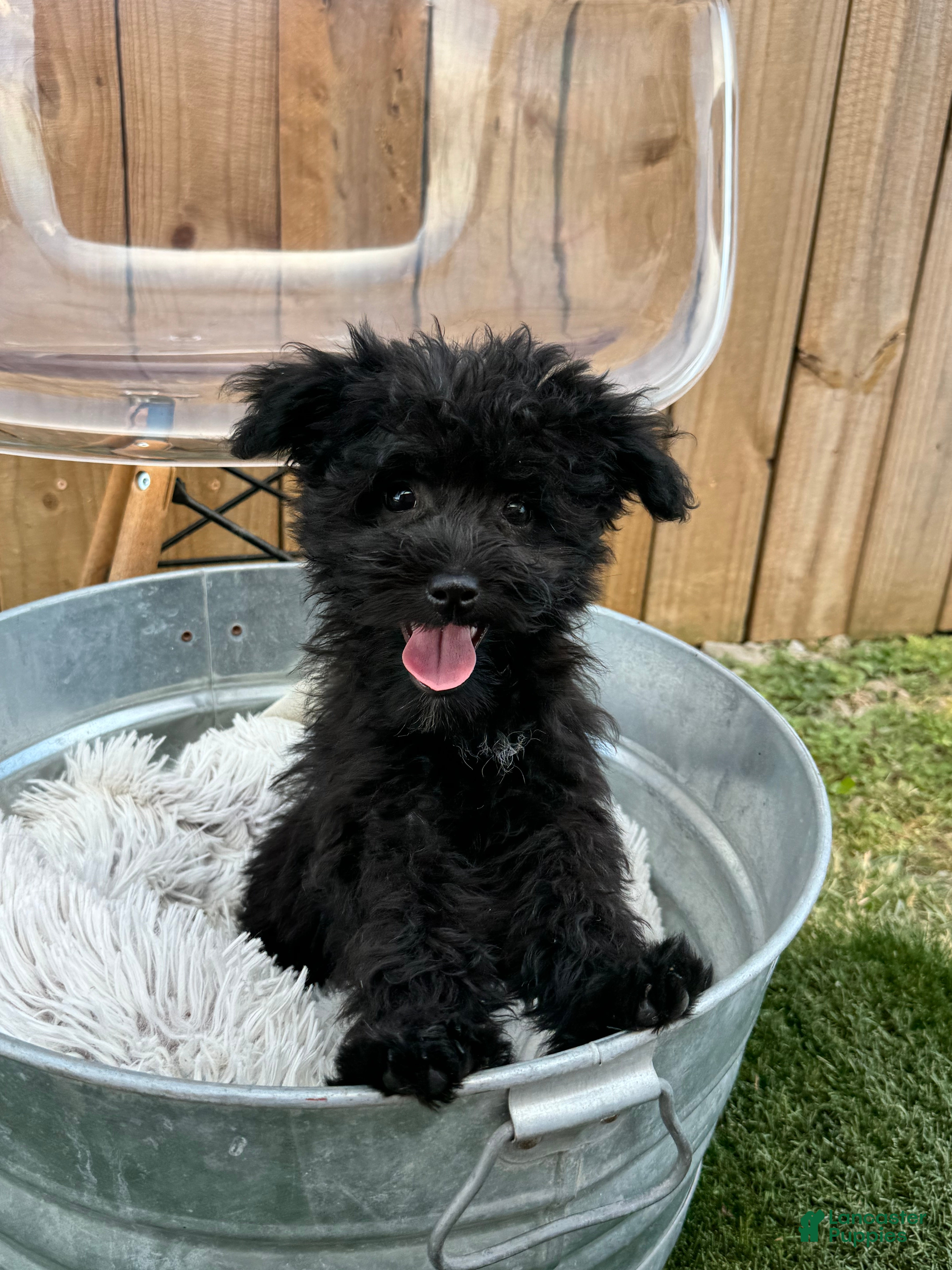 Mini Bernedoodle dogs Netta - Ad 38