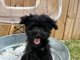 Mini Bernedoodle dogs Netta - Ad 38