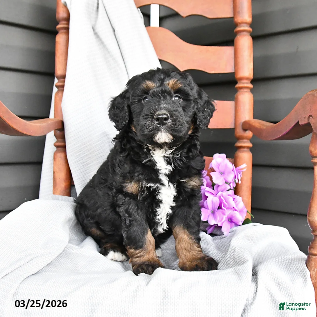 Mini Bernedoodle dogs for sale: Leonard - Ad 2