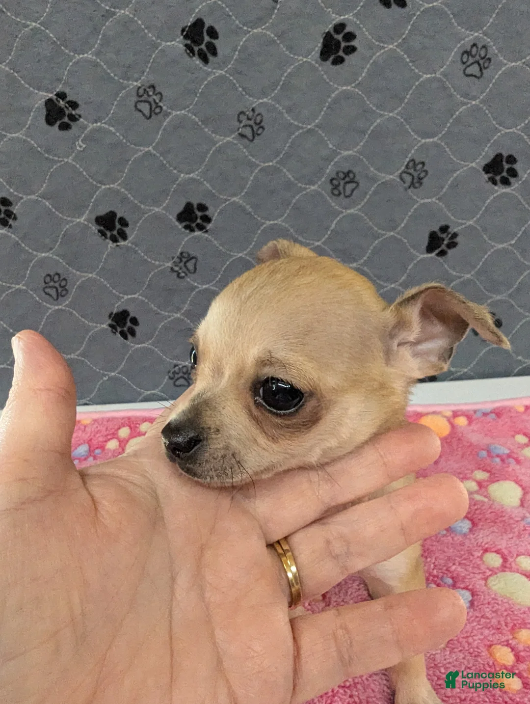 Chihuahua dogs for sale: Arrow - Ad 1
