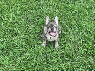 French Bulldog dogs - Ad 31