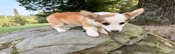 Welsh Corgi Pembroke dogs for sale: BENNY - Ad 14