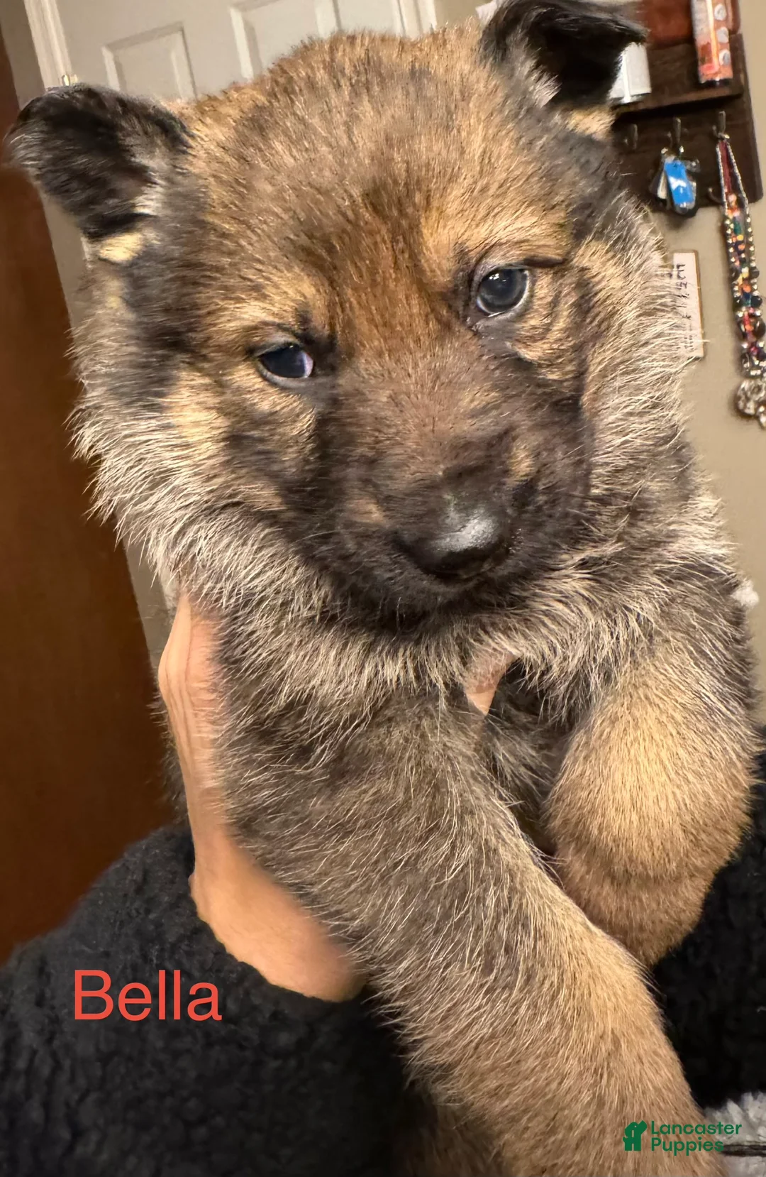 German Shepherd dogs for sale: Thor - Ad 4