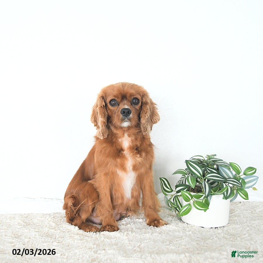 Cavalier King Charles Spaniel dogs Rory - Ad 2