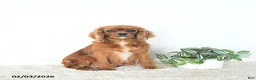 Cavalier King Charles Spaniel dogs for sale: Rory - Ad 2