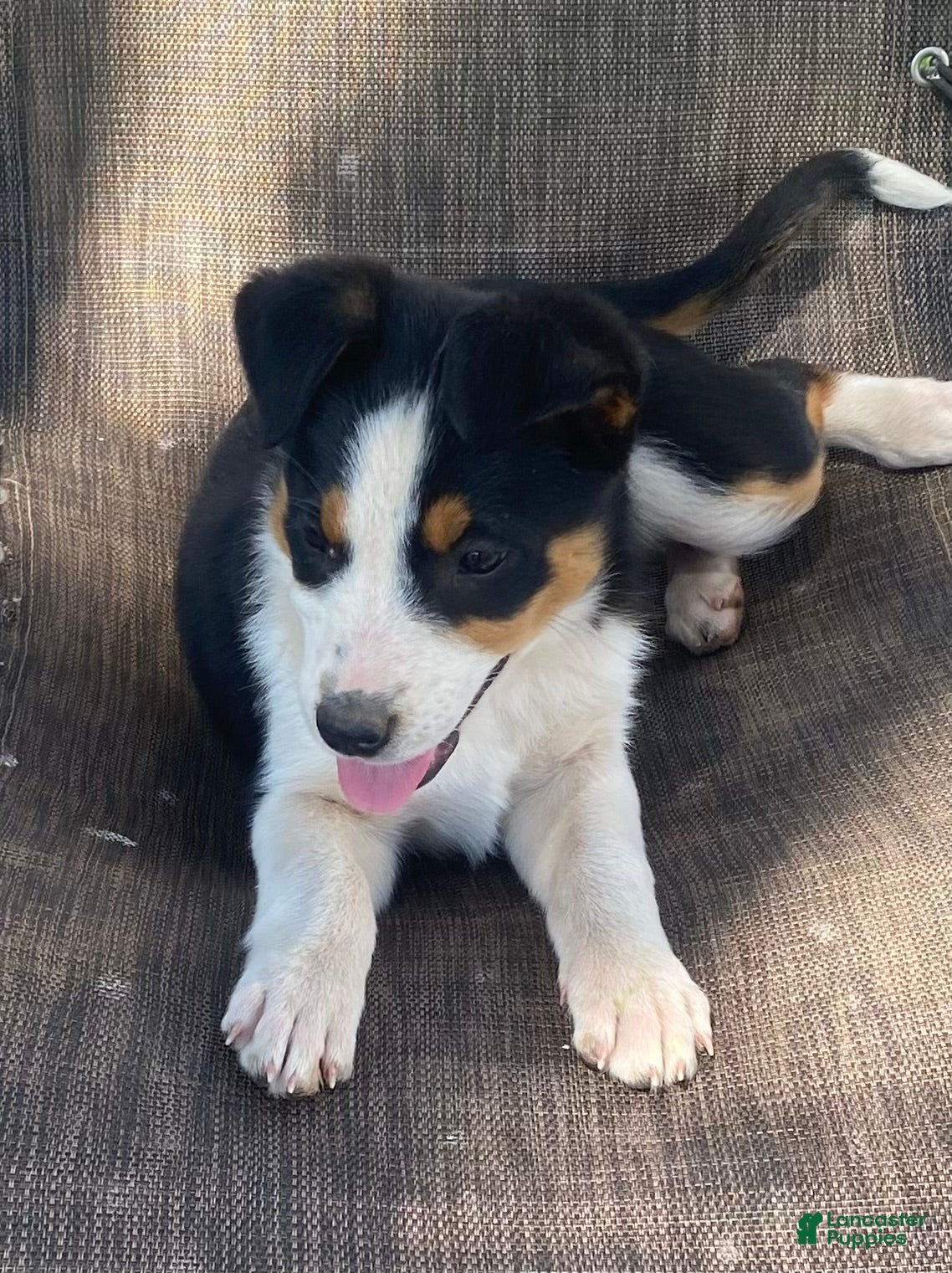 Mixed Breed dogs for sale: Misty  - Ad 1