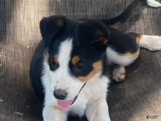 Mixed Breed dogs for sale: Misty - Ad 1