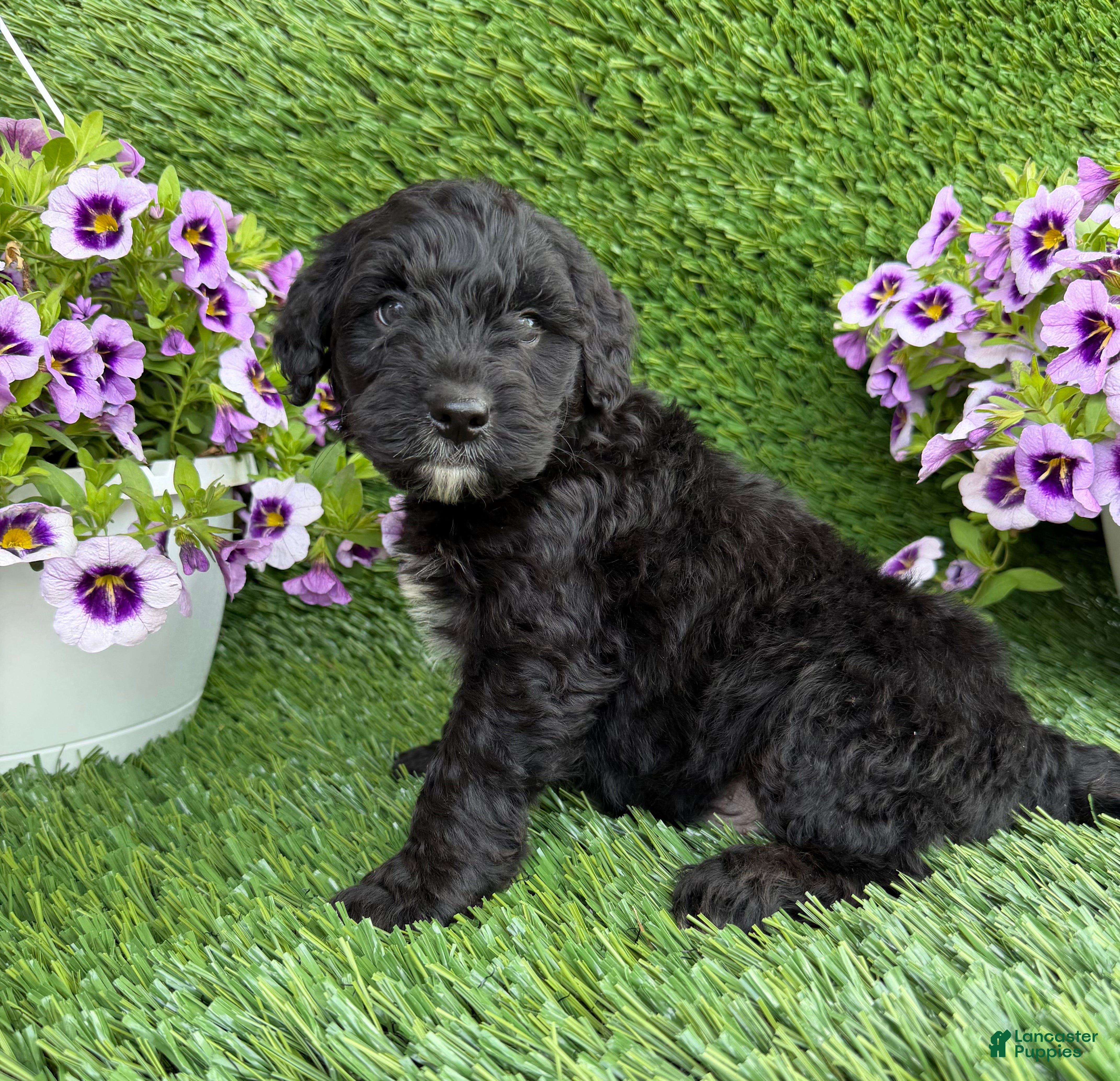Mini Goldendoodle dogs Axle - Ad 2