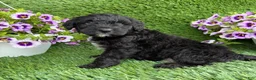 Mini Goldendoodle dogs for sale: Axle - Ad 2