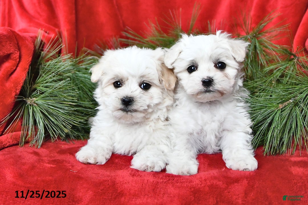 Maltese dogs for sale: Kyle - Ad 5